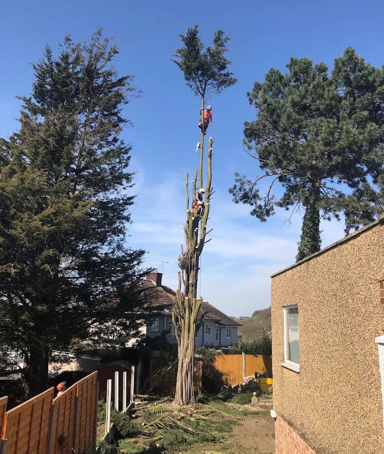 Charwoods Tree Care team clearing a fallen tree in an Essex garden
